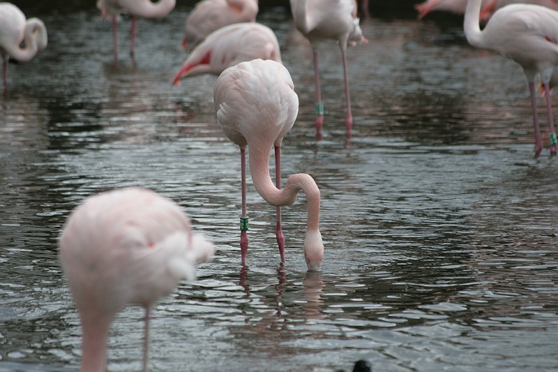 Fotoclubje Blijdorp 2008-57.jpg
